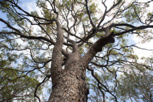 Planning around protected trees